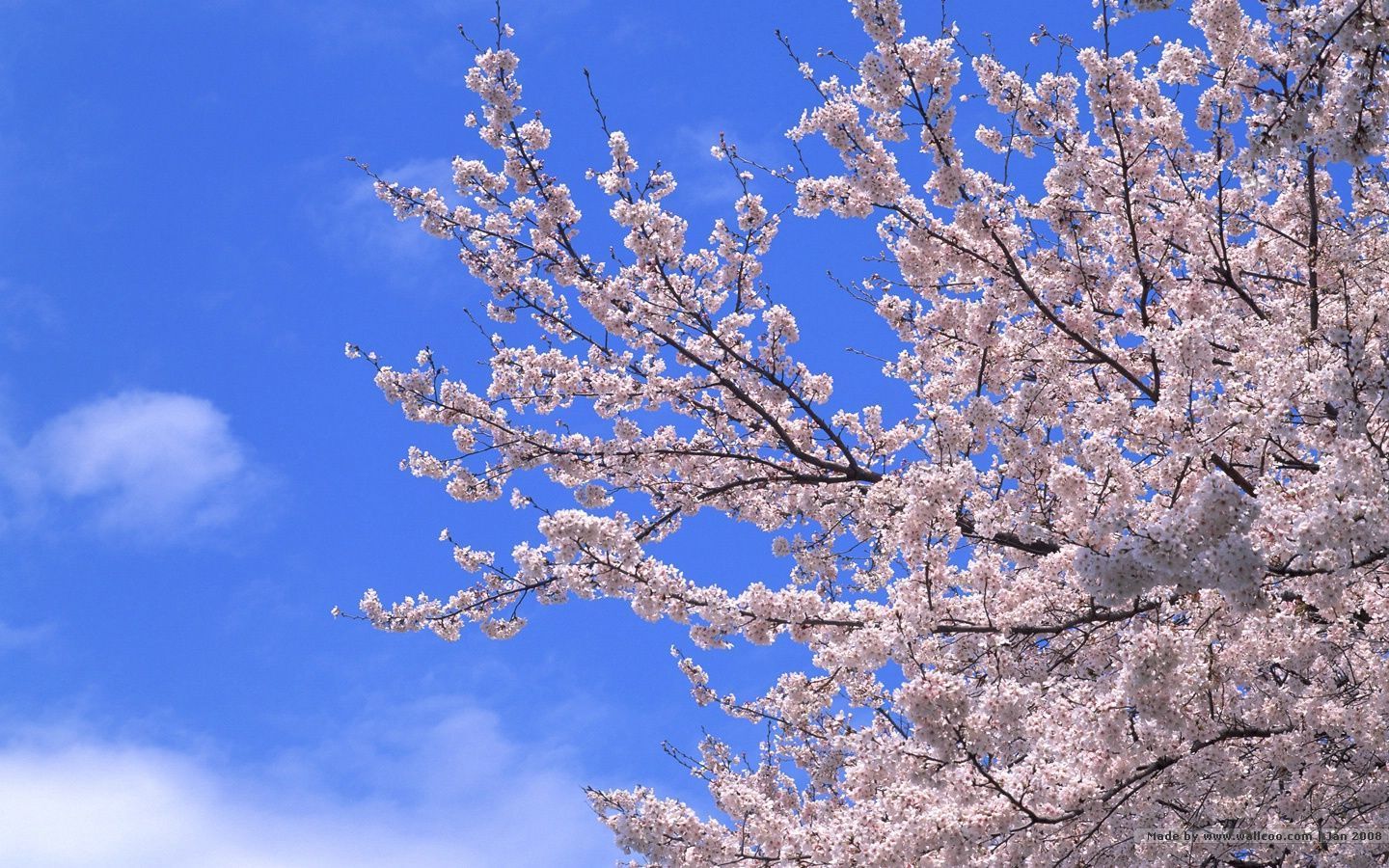 1440*900 Japanese Sakura wallpapers - Japanese Cherry Blossom ...