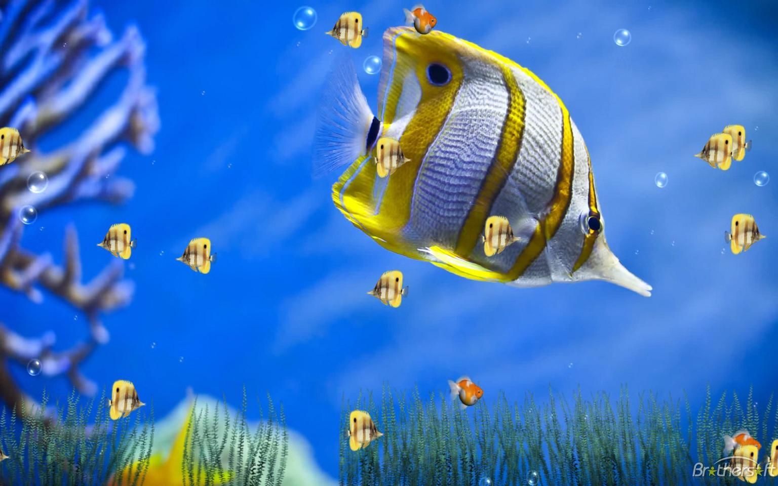 Download Free Marine Life Aquarium Animated Wallpaper, Marine Life