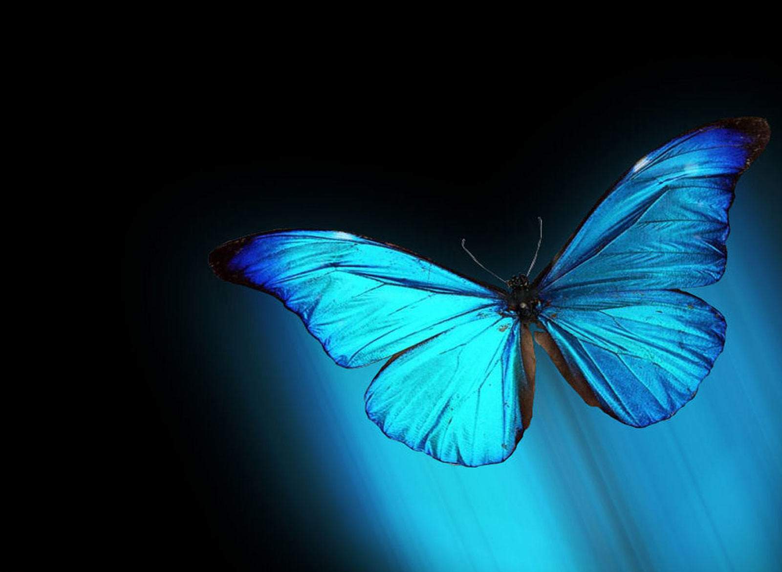 Live Wallpaper Butterfly - Wallpapers High Definition