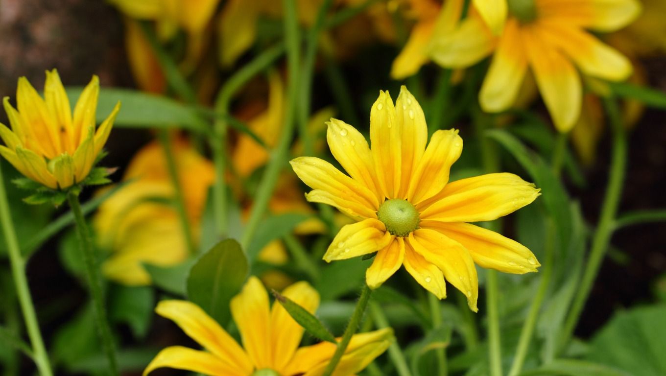 1360x768 wallpaper Yellow Flower With Some Water Drops Wallpaper ...