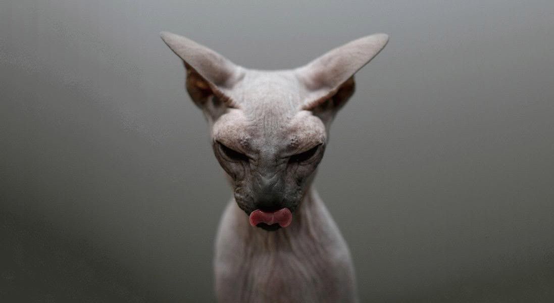 Cats: Tastes Nasty Cat Funny Cute Comical Skin Feline Ugly ...