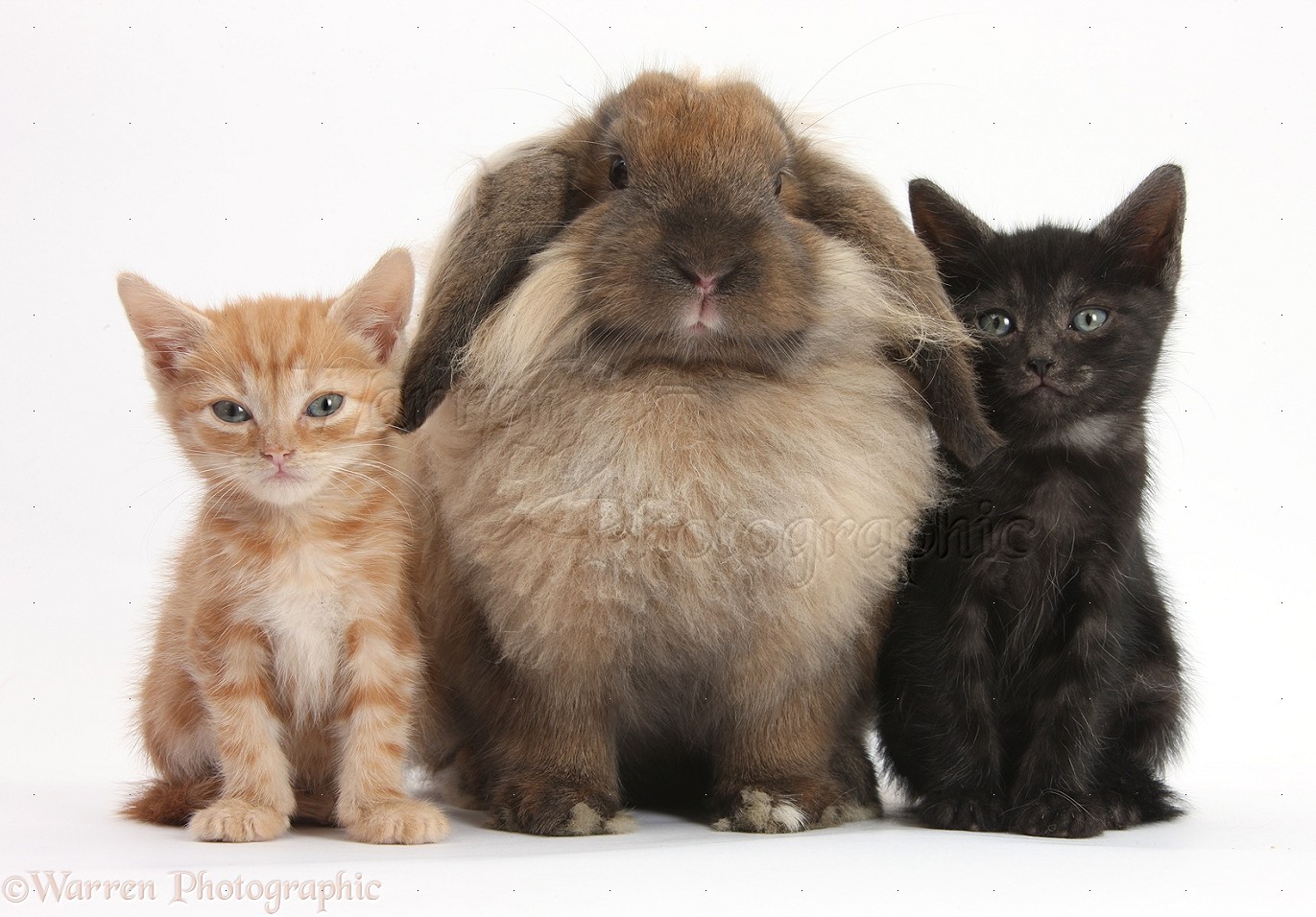 Wallpapers Ginger Head Kitten Black And Comical Lionhead Lop ...