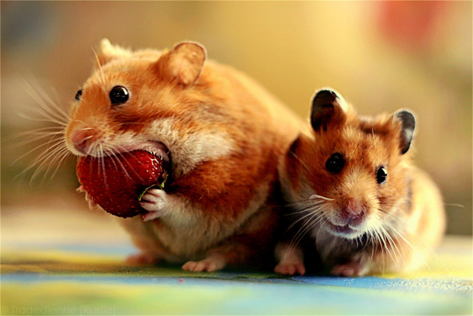 Snack Time Comical Strawberry Food Hamsters Funny Eating Snackie ...