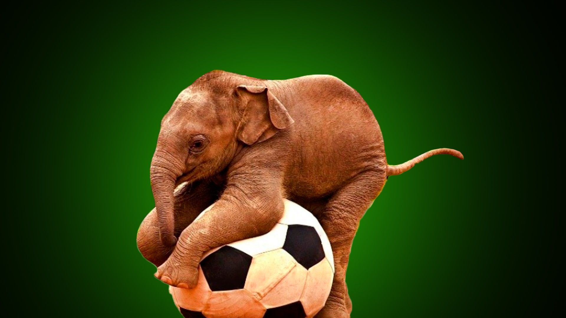 Elephant playing with ball very funny | Beautiful hd wallpaper
