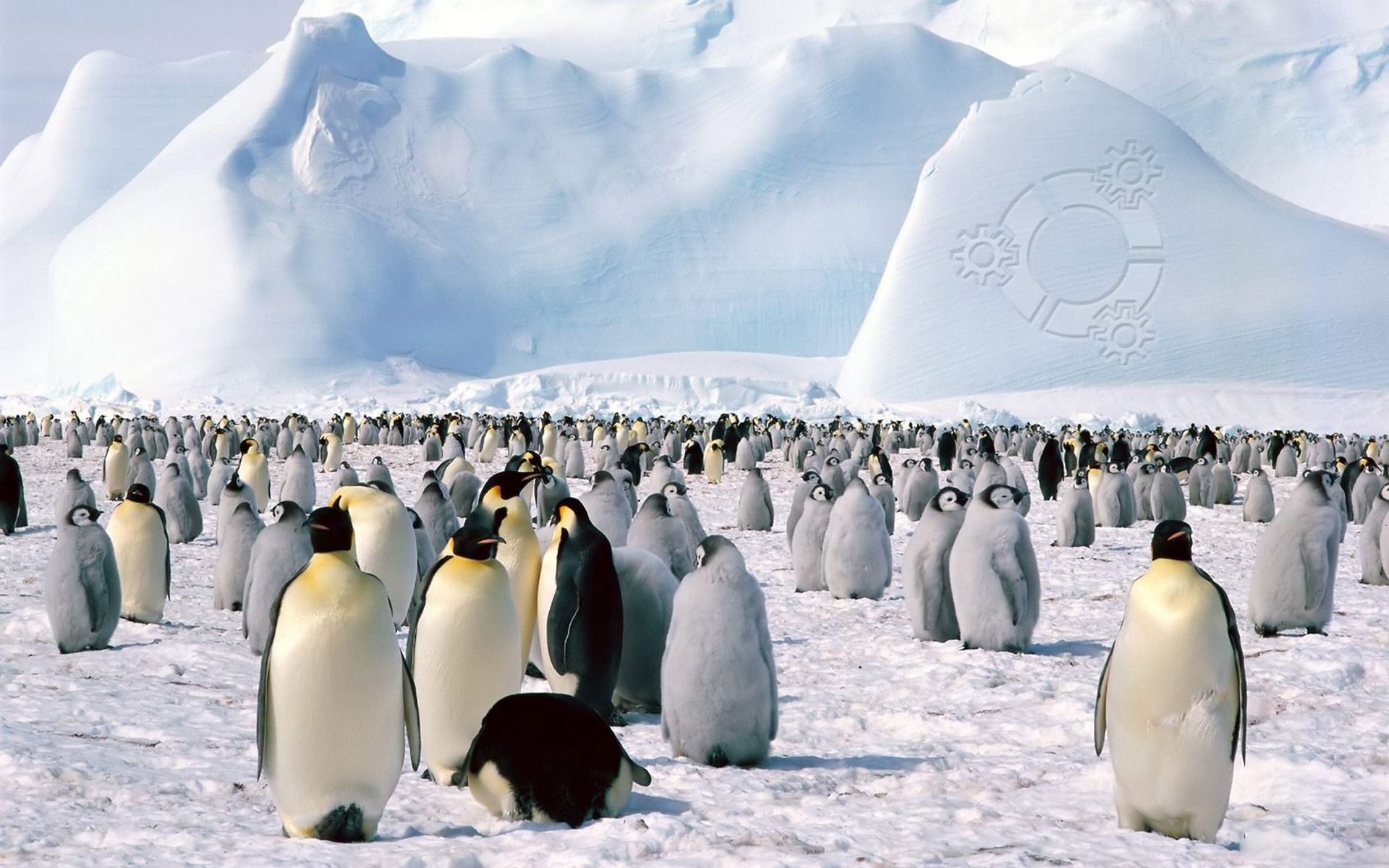 Download Kubuntu penguins Wallpaper Linux Computers Wallpaper ...