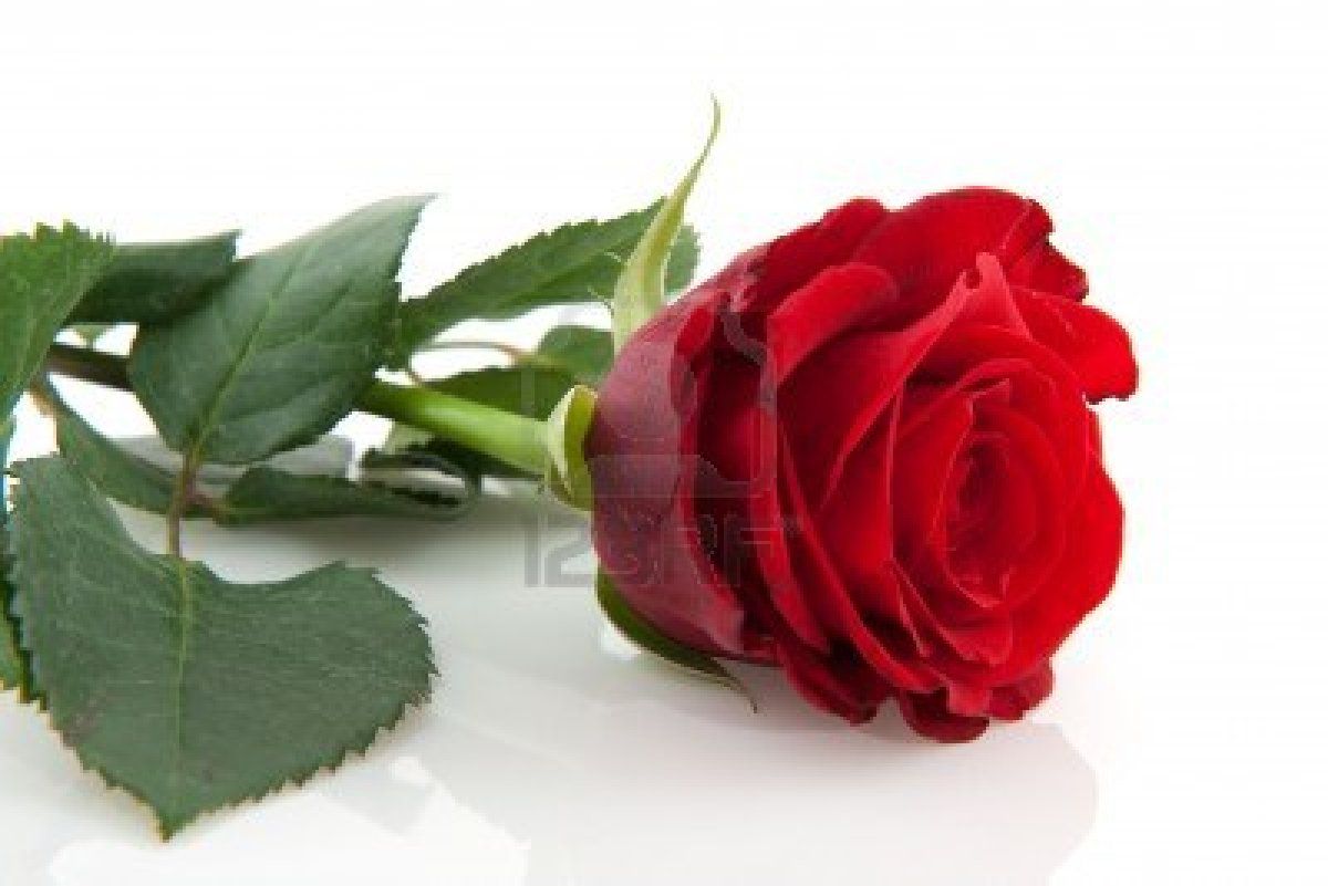 20 Beautiful Single Red Rose Backgrounds