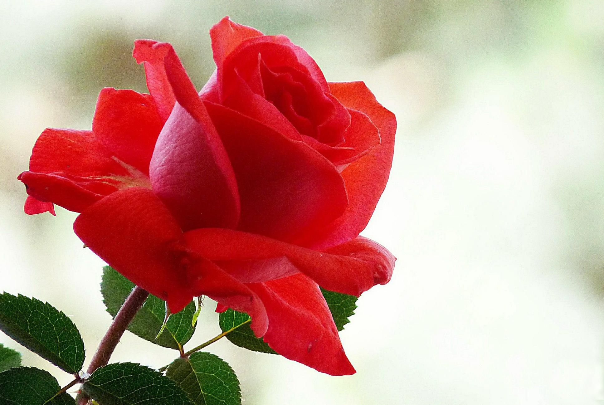 Pretty red rose - - High Quality and Resolution