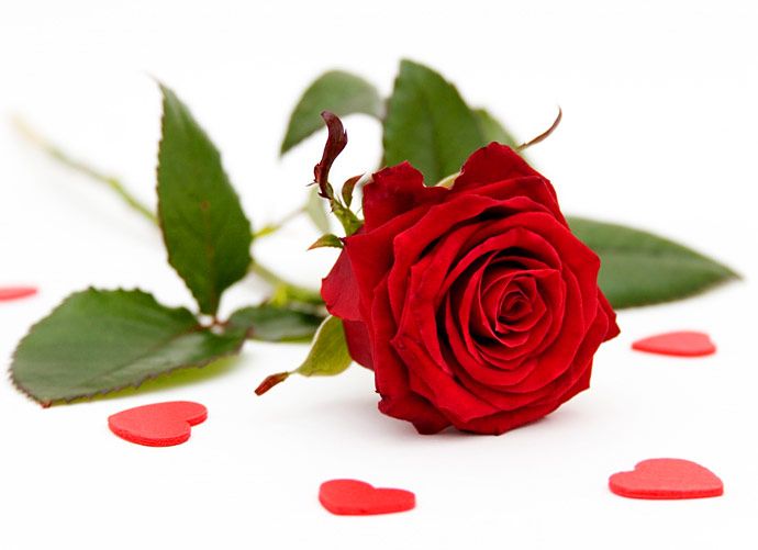 Beautiful Red Roses roses 34610974 690 501