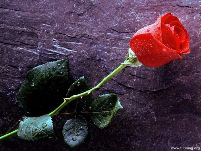 Romantic Red Roses Pictures (33 Photos) | Funmag.org