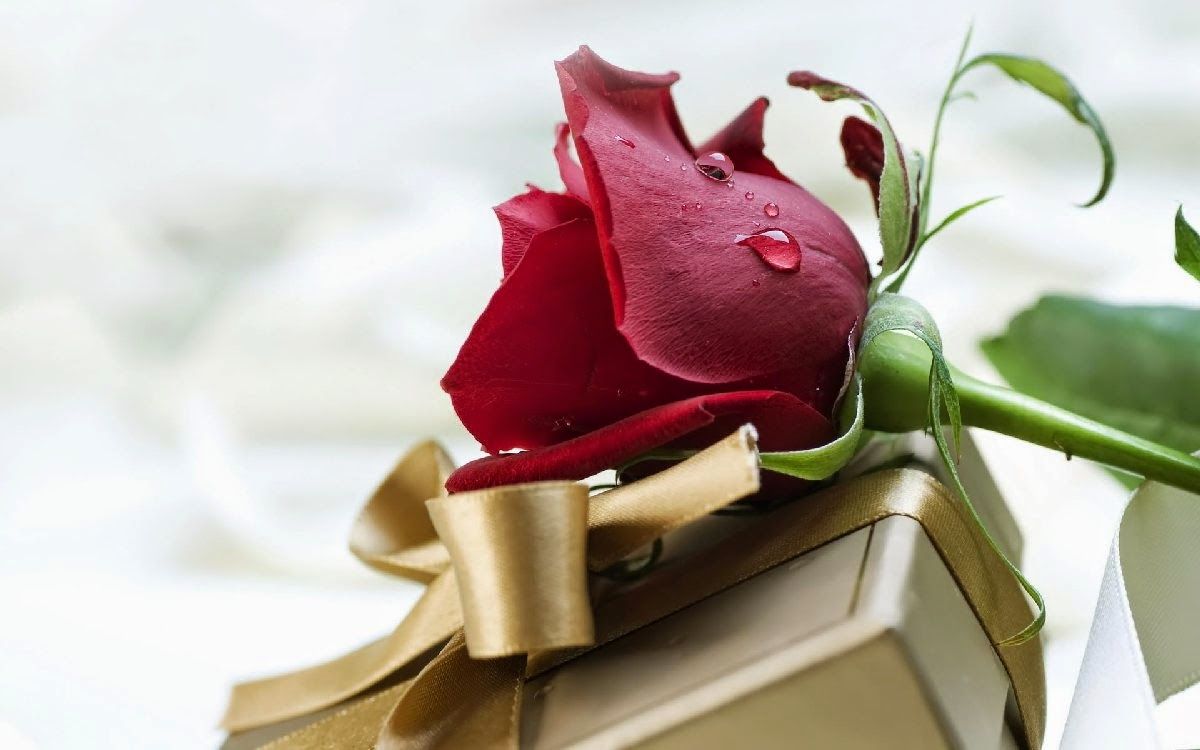 Beautiful Valentines Day Red Rose Images in Full HD | Happy ...