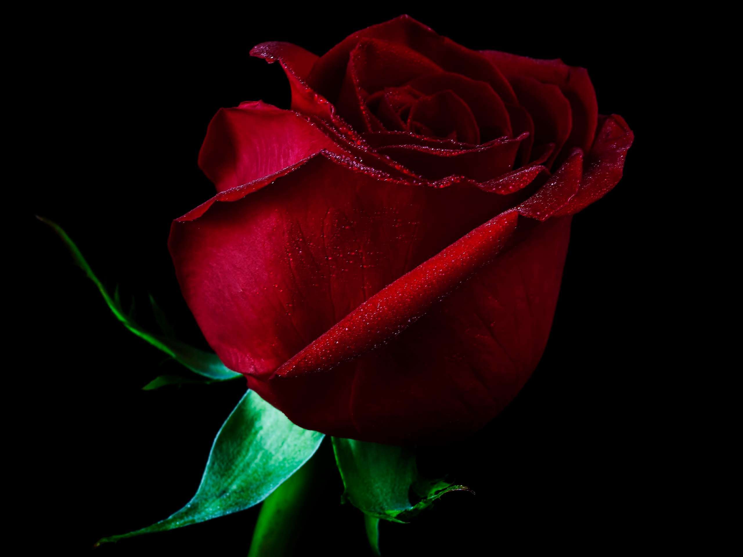 Single Dark Red Rose HD Wallpaper Download