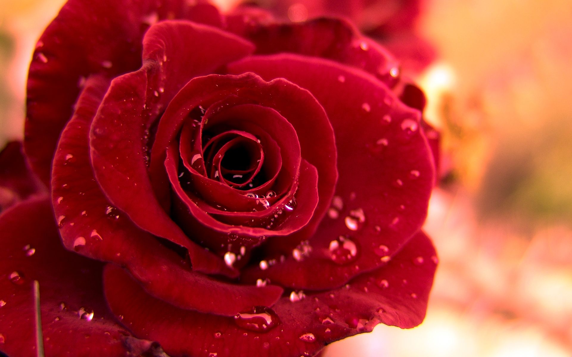 Red Rose Love - wallpaper.