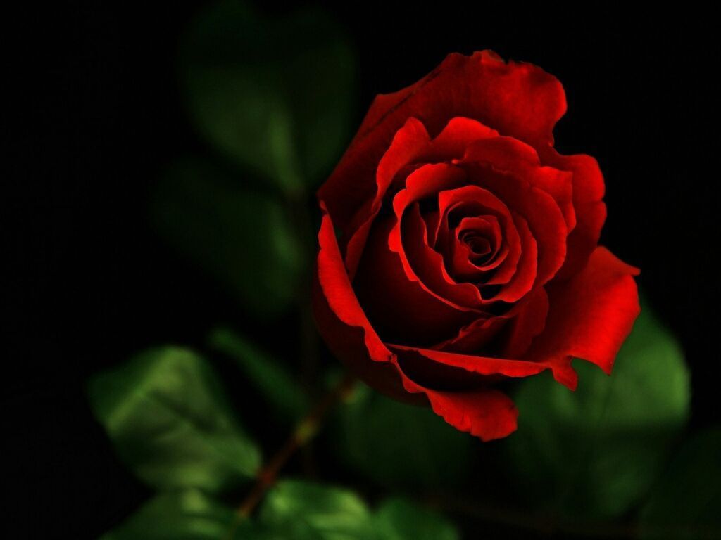Red Rose Wallpapers | Red Flowers HD Pictures | One HD Wallpaper ...
