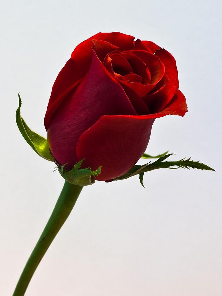 A single red rose... My hubby has sent me a single red rose every ...