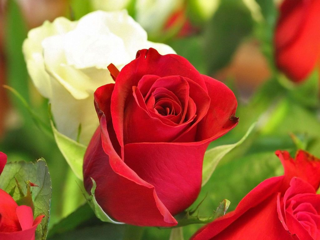 Only Red Roses High Quality Wallpapers | Infotainment ...