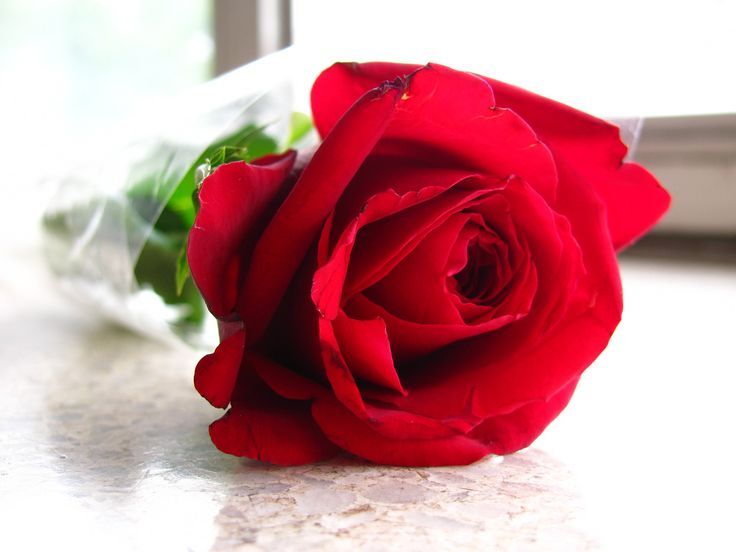 Single Rose | HD Wallpapers | Pinterest | Single Rose, Red Roses ...
