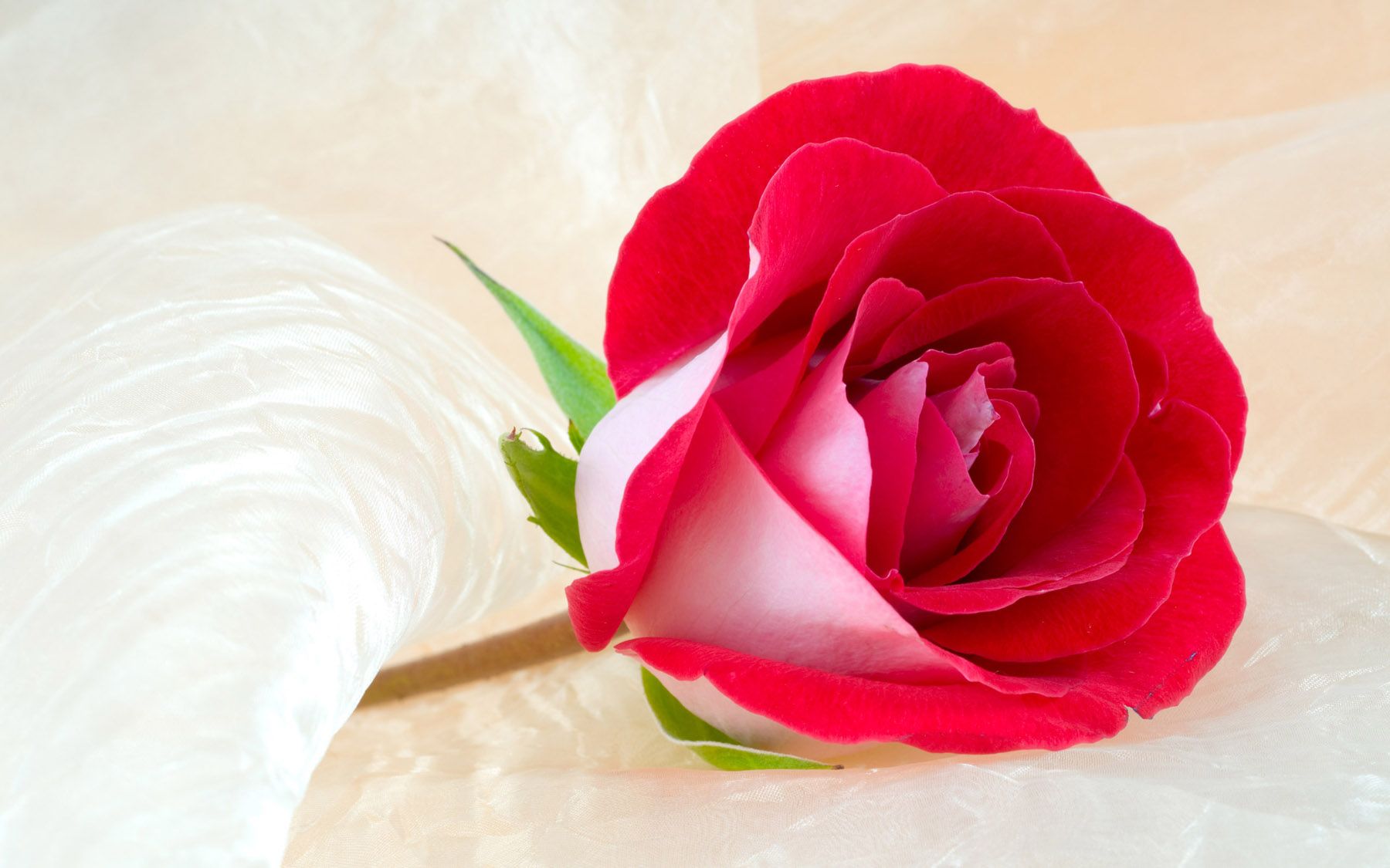 Download Pictures Of Roses - HD Wallpapers Pretty
