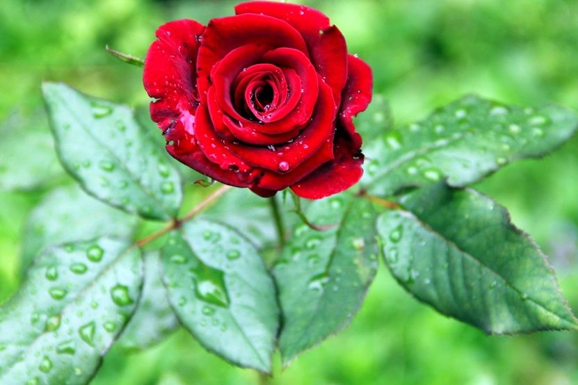 2016-red-rose-picture-wallpaper.jpg