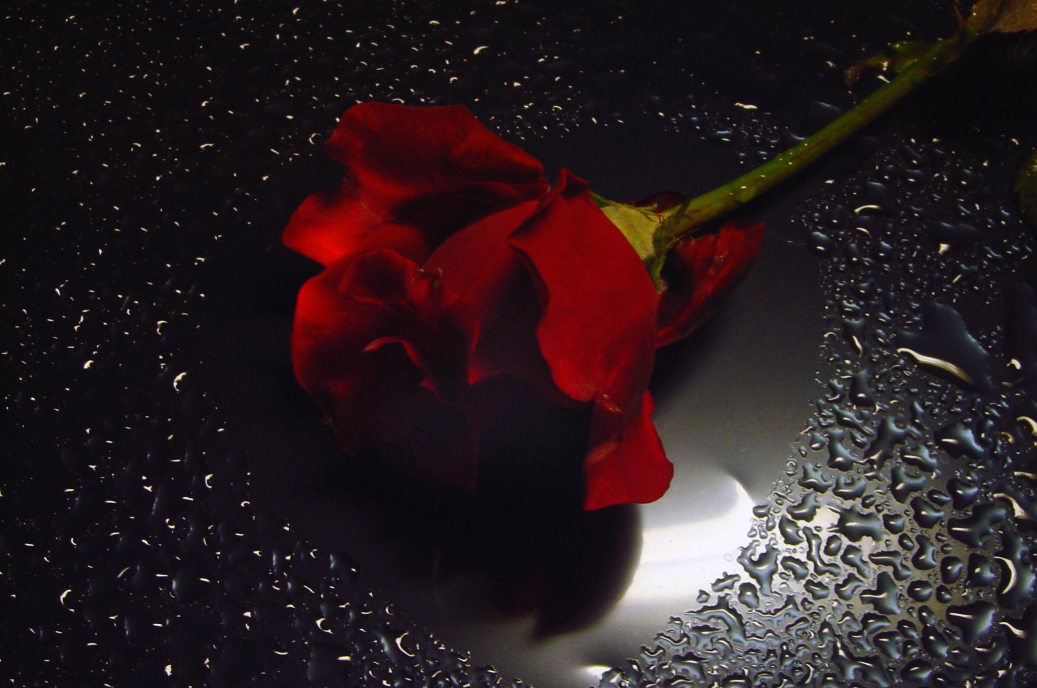 â™¥.red Rose In Water Drops Heart.â™¥ HD desktop wallpaper ...