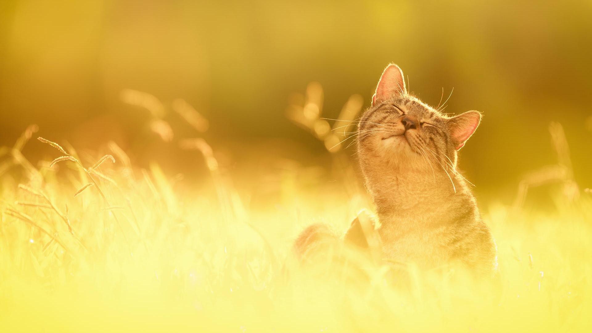 cat in sunny day - (#110027) - High Quality and Resolution ...