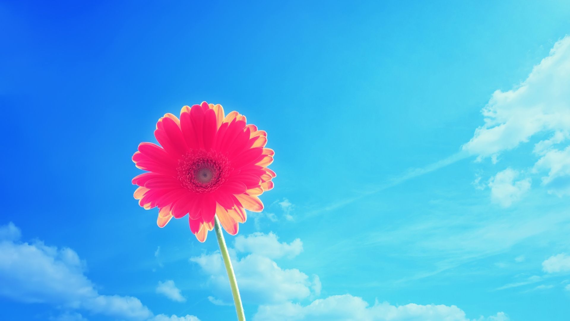 Pink gerbera in a sunny day Wallpaper 28208