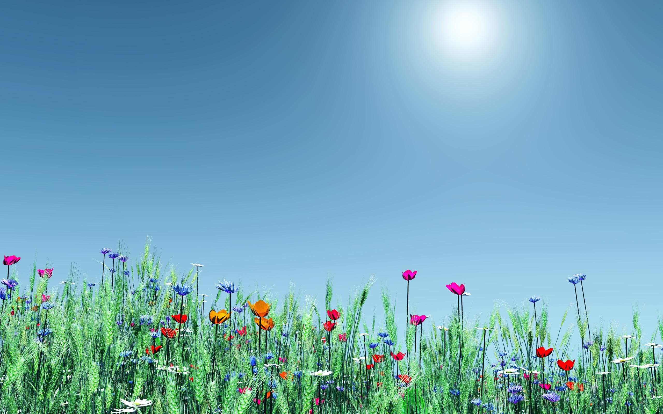 Flower Field On A Sunny Day >> HD Wallpaper, get it now!