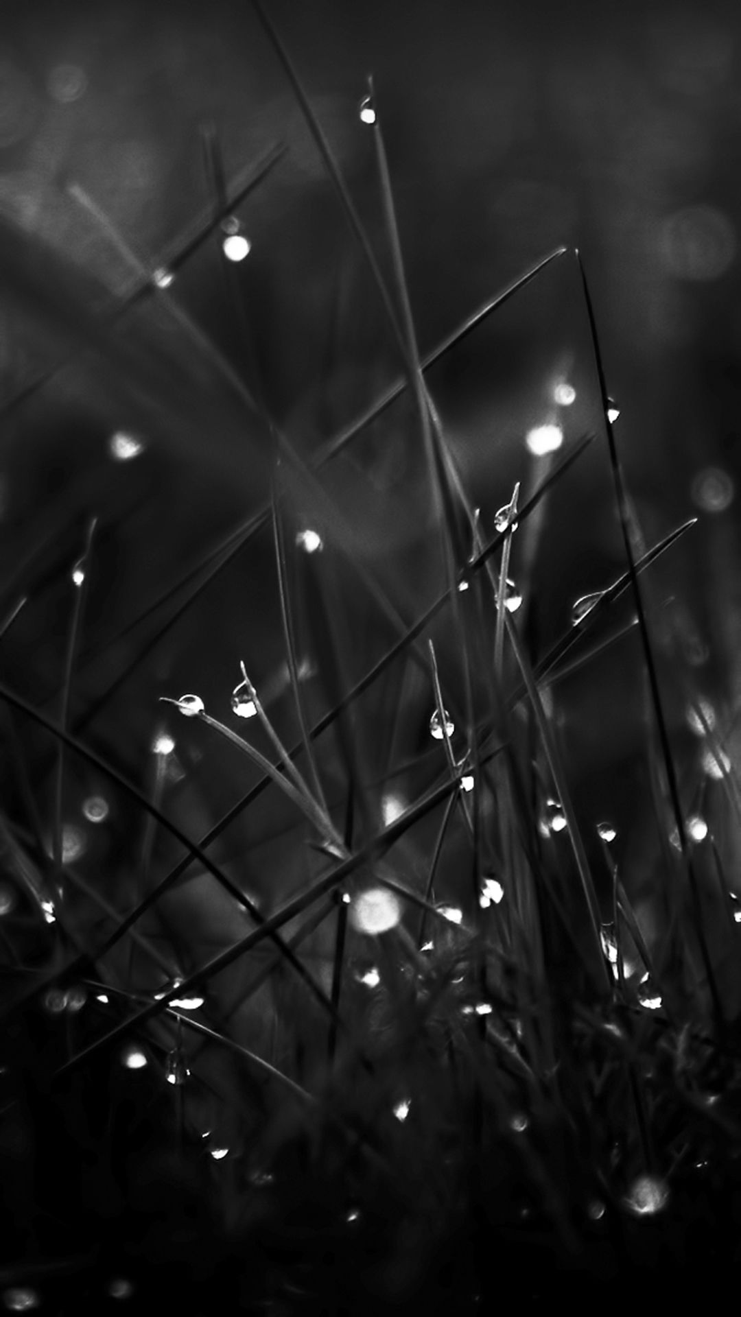 Dark Dew Morning Leafy Grass Landscape iPhone 6 Wallpaper Download