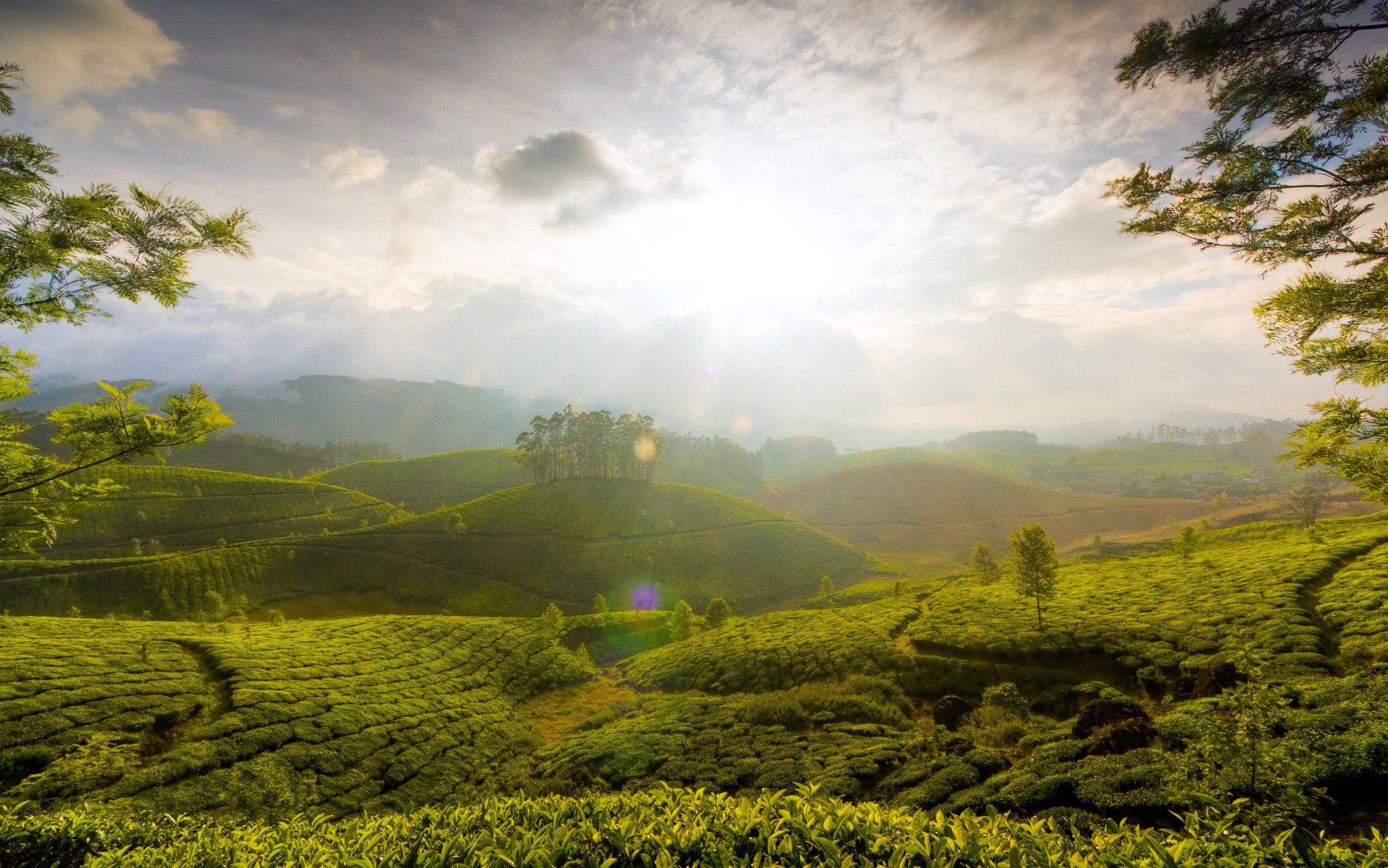 Fields of tea in Sri Lanka wallpapers and images - wallpapers