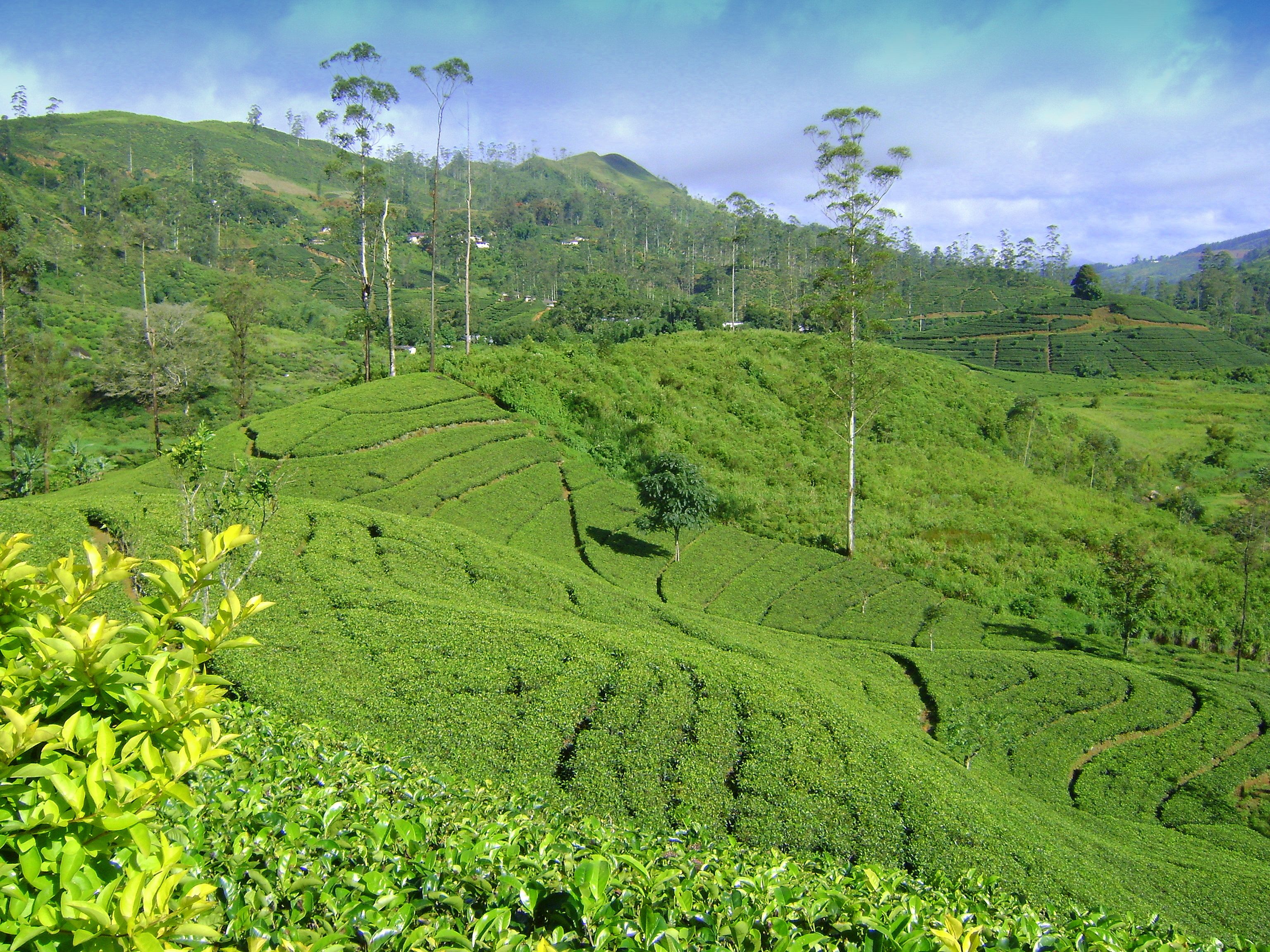 Дал шри ланка. Шри Ланка чайные плантации. Шри Ланка плантации чая. Горы чайные плантации Шри Ланка. Чайные плантации Цейлона.