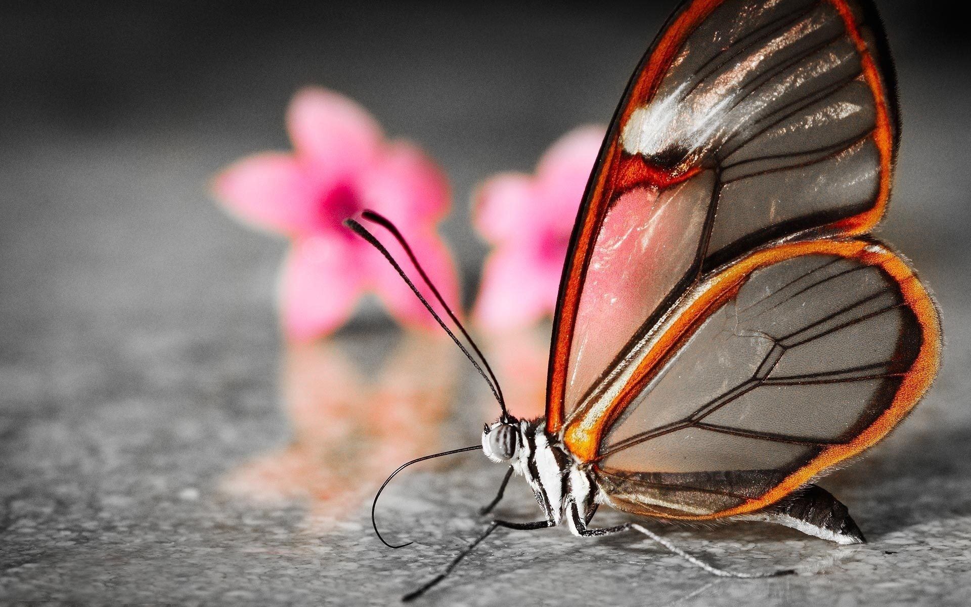 22 Butterfly Wallpapers, Backgrounds, Images FreeCreatives