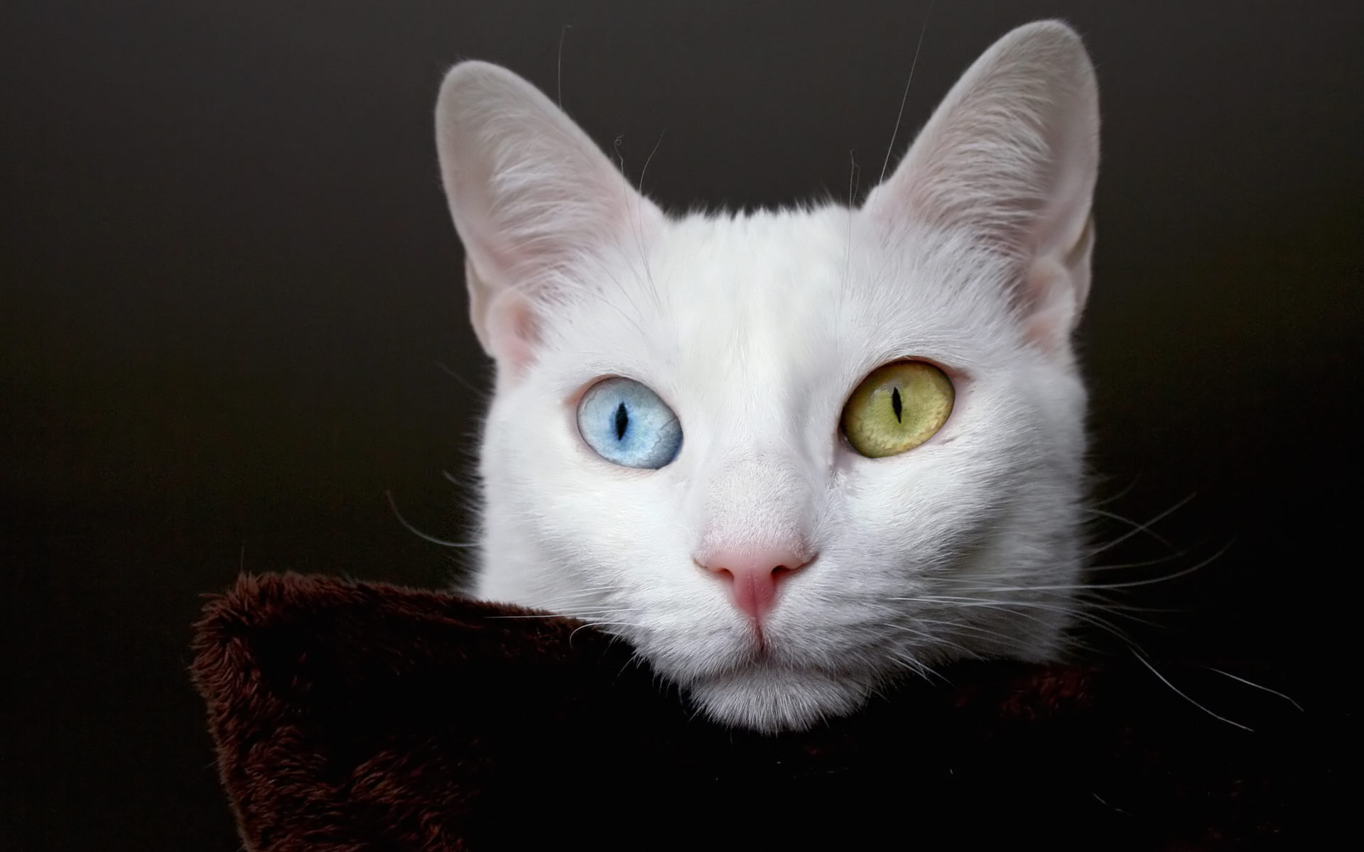 Odd-eyed Cute Cat Wallpaper.jpg?m=1390822595