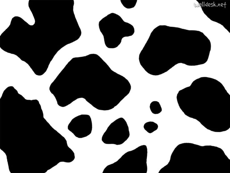 Cow Print Black White HD phone wallpaper  Pxfuel