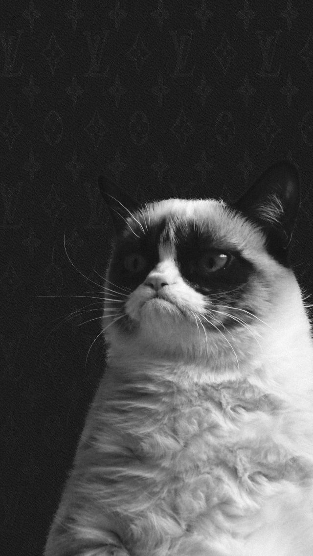 Grumpy Cat Louis Vuitton iPhone 5 Wallpaper (640x1136)