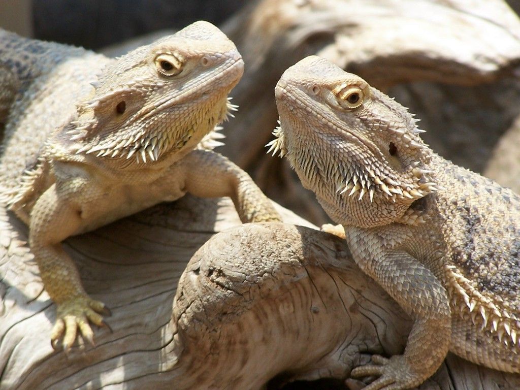 Pictures Of Bearded Dragon - Widescreen HD Wallpapers