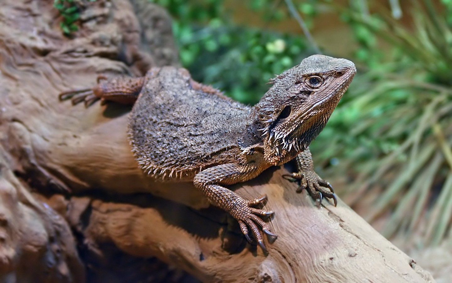 1 Eastern Bearded Dragon HD Wallpapers | Backgrounds - Wallpaper Abyss