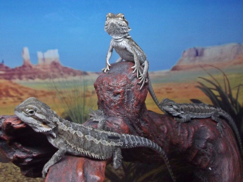 One Month Old Hatchlings - Bearded Dragons Wallpaper (31758648 ...