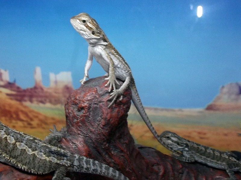 One Month Old Hatchlings - Bearded Dragons Wallpaper (31758644 ...