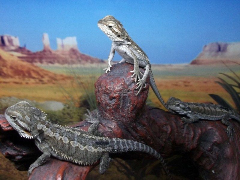 One Month Old Hatchlings - Bearded Dragons Wallpaper (31758645 ...