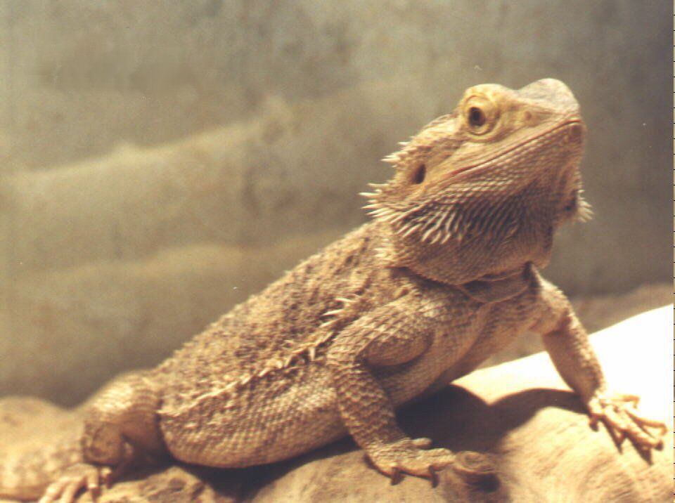 Bearded Dragon Pictures - Wallpaper HD Base