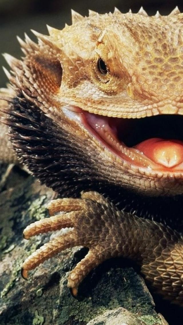 HDscreen: Bearded dragon reptiles animals desktop bakcgrounds