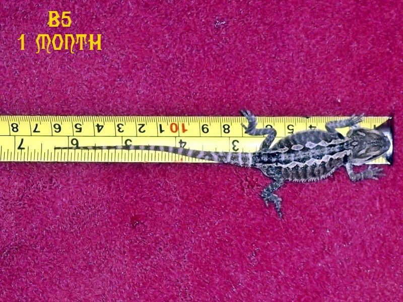 One Month Old Hatchlings - Bearded Dragons Wallpaper (31758661 ...