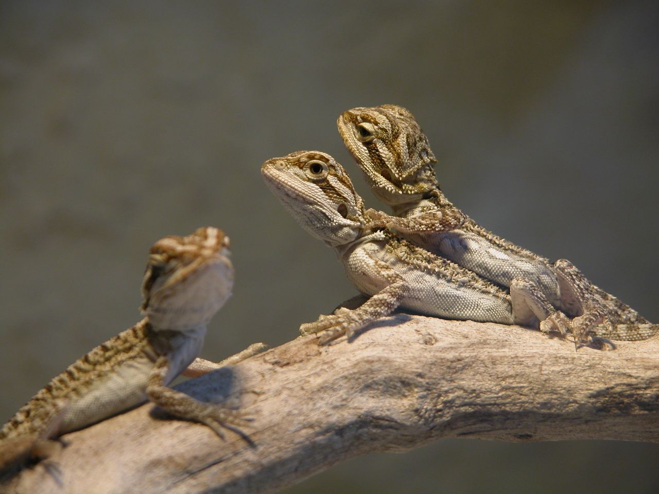 Baby Bearded Dragon Pictures - Widescreen HD Wallpapers