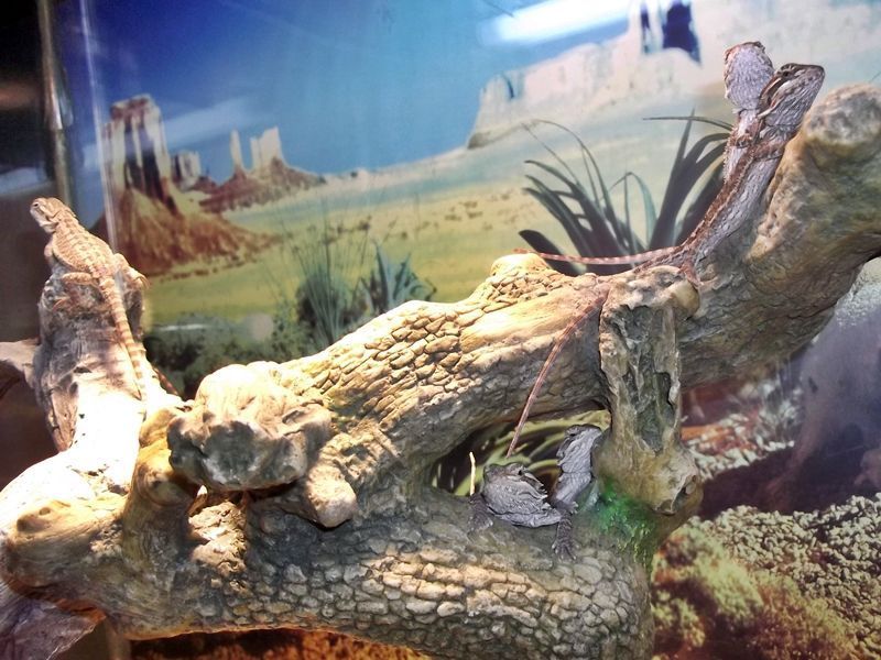 One Month Old Hatchlings - Bearded Dragons Wallpaper (31758650 ...