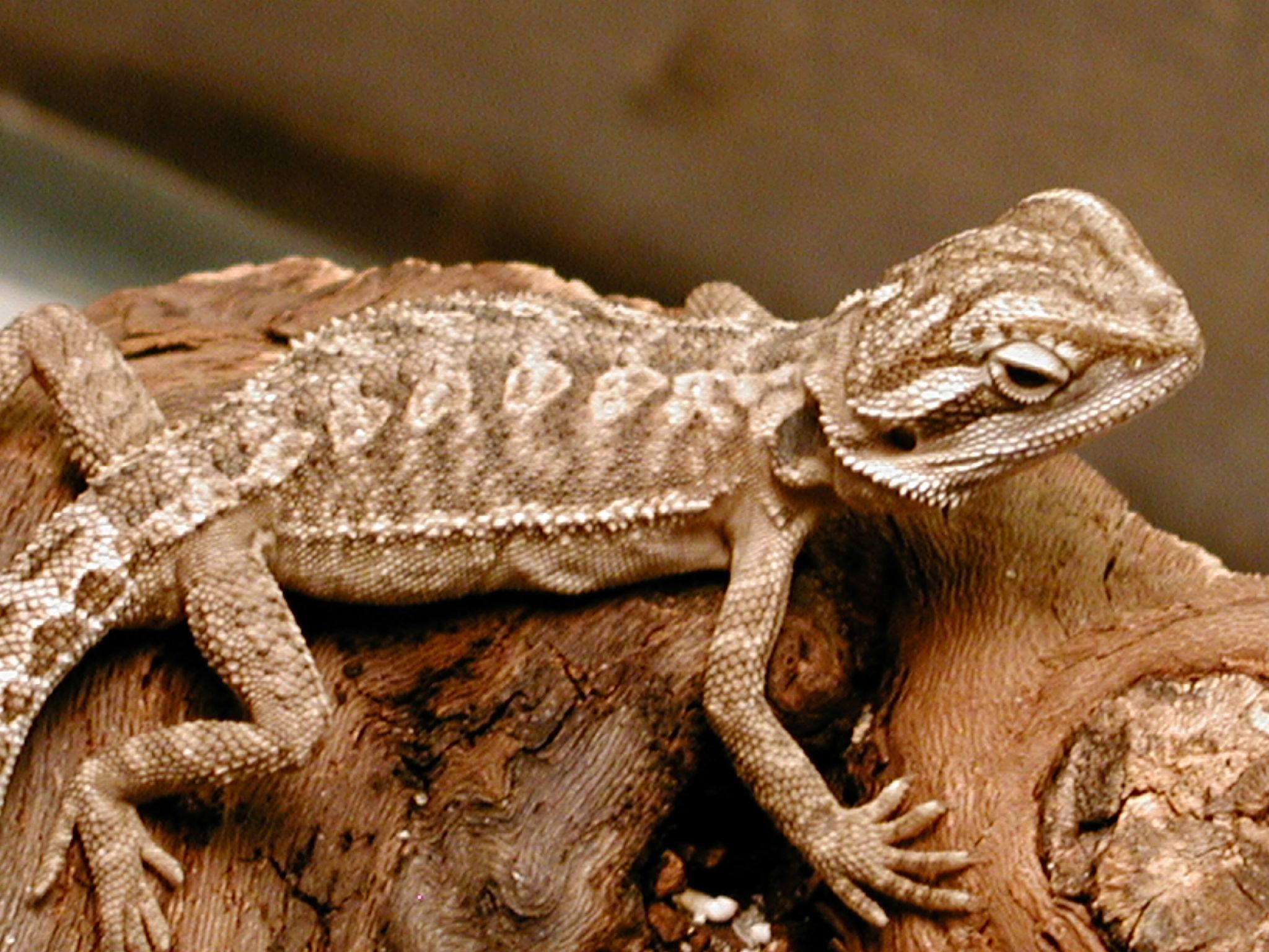 Set of Bearded Dragon Pictures . Image Gallery on Animal Picture ...