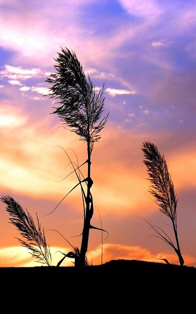 Nature wallpaper for android cell phone 640x1024