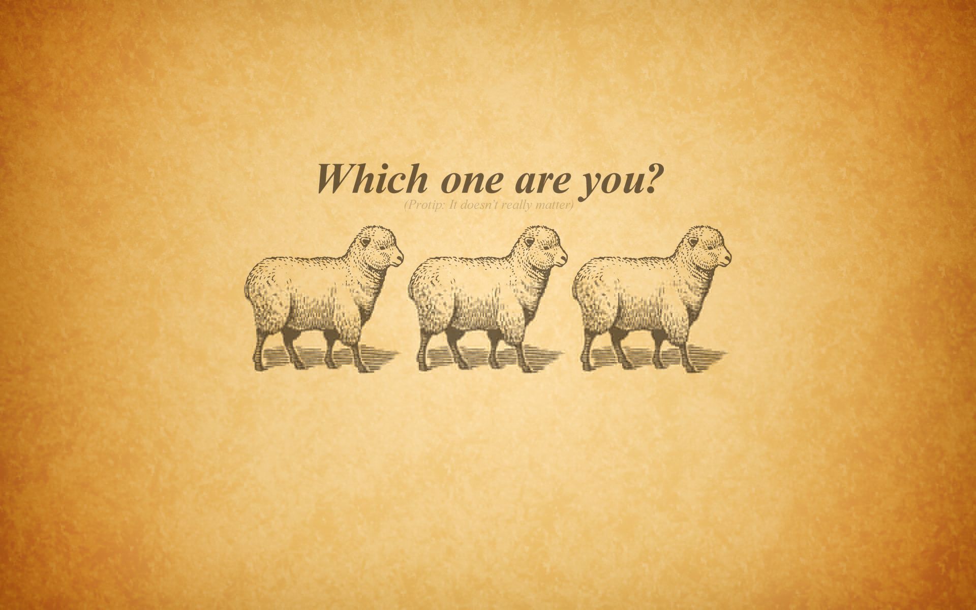 Text sheep typography wallpaper | 1920x1200 | 213383 | WallpaperUP