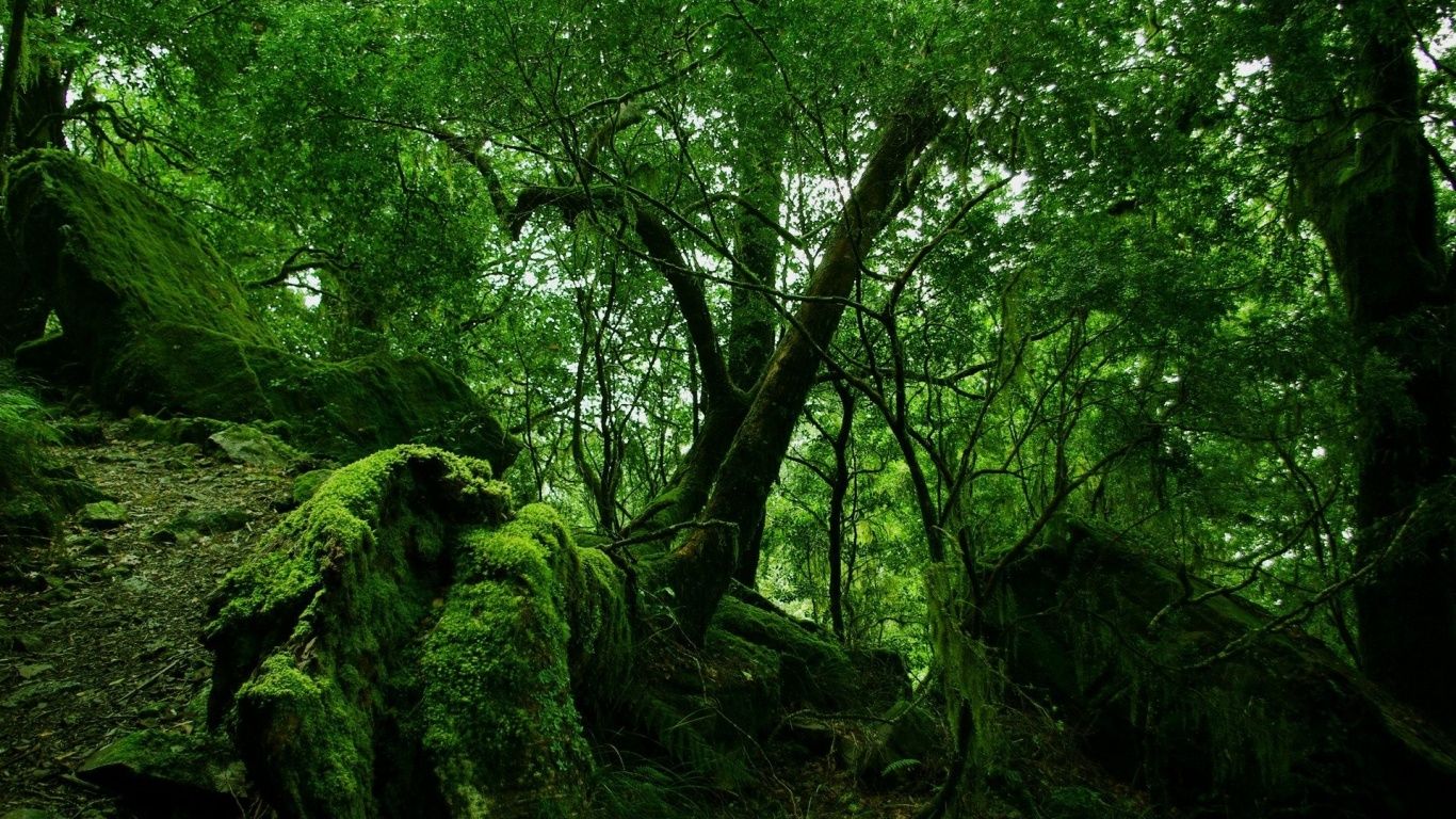 1366x768 Green forest vegetation desktop PC and Mac wallpaper