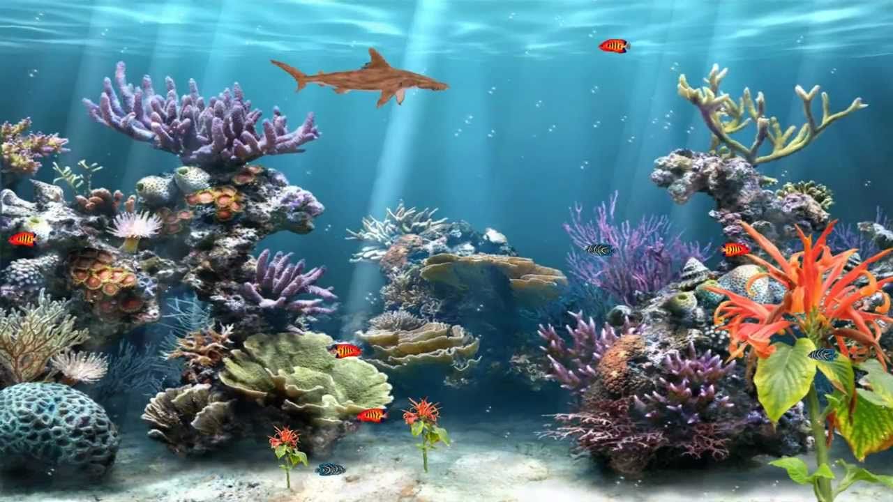 Coral Reef Aquarium Animated Wallpaper http://www.desktopanimated ...