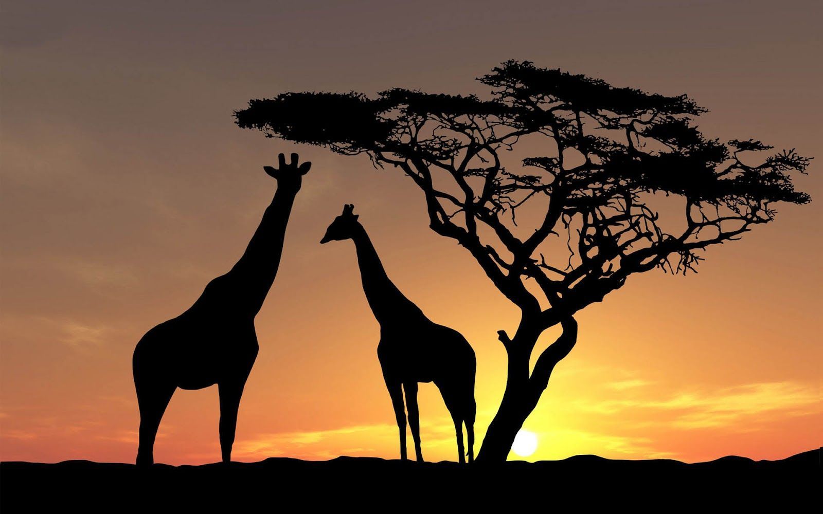 HD Giraffes Wallpapers and Photos | HD Animals Wallpapers