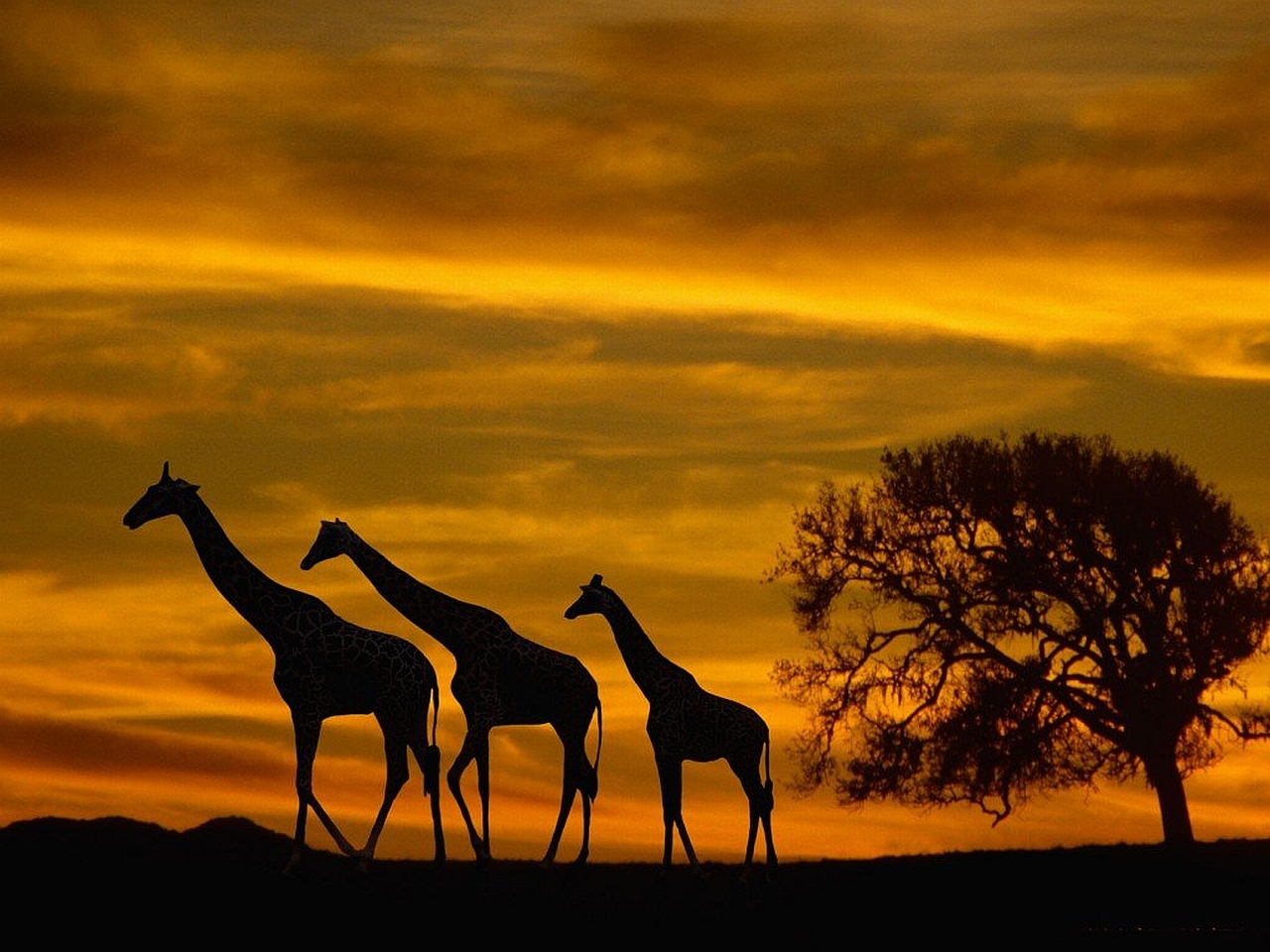 Giraffe Backgrounds